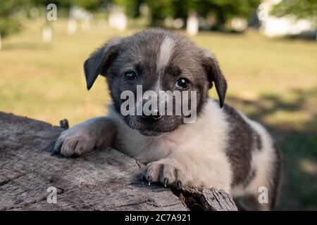 Ein kleiner Putsch sitzt auf der Straße auf einem Stumpf. Schöne niedliche Hund im Alter von 2 Monaten, Haustier. Stockfoto