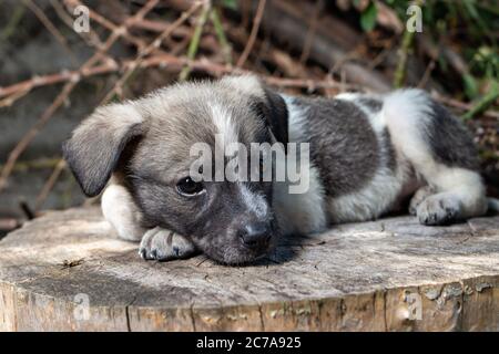 Ein kleiner Putsch sitzt auf der Straße auf einem Stumpf. Schöne niedliche Hund im Alter von 2 Monaten, Haustier. Stockfoto