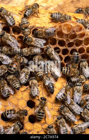 Königin Biene. Bienenbrut auf Waben. Jungbienen, Puppen, Larven, Bieneneier schlüpfen. Stockfoto