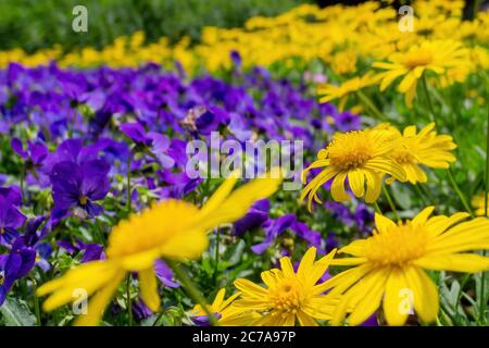 Nahaufnahme der Euryops pectinatus Blüte in Taipei, Taiwan Stockfoto