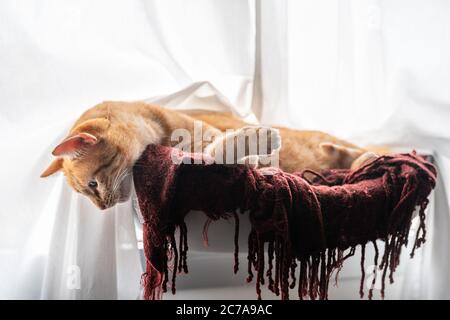 Braune tabby Katze liegt auf einer Hängematte am Fenster, schaut nach unten Stockfoto