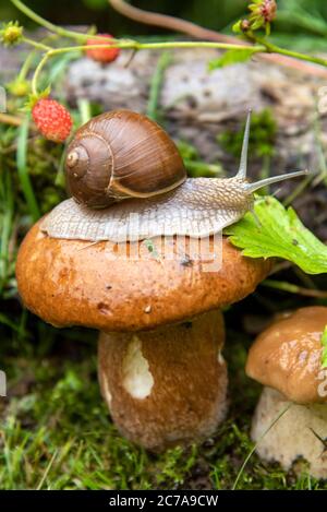 Eine Gartenschnecke sitzt auf einem großen nassen Pilz, und ein weiterer kleiner Pilz wächst in der Nähe. Stockfoto