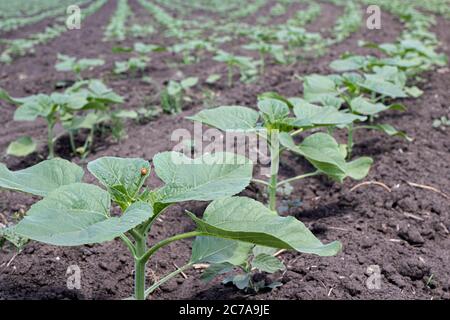 Sonnenblumenfeld, grüne Sprossen im Garten. Wachsende Sonnenblumen Stockfoto