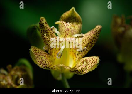 Kröte Lilie im Schatten. Stockfoto