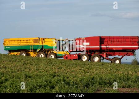 Anglian Pea Growers Bawdsey Suffolk Großbritannien Stockfoto