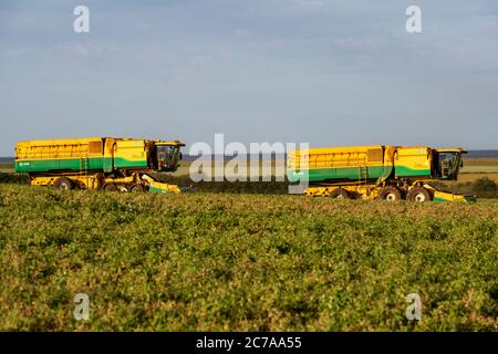 Anglian Pea Growers Bawdsey Suffolk Großbritannien Stockfoto