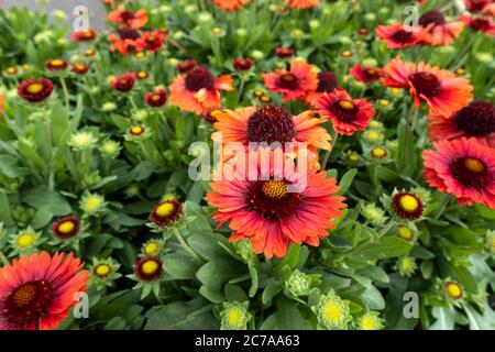 Nahaufnahme von Gaillardia aristata SpinTop Red Starburst - Blanket Flowers, die im Juli in Großbritannien blühen Stockfoto