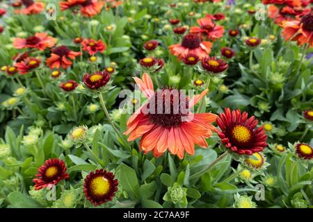 Nahaufnahme von Gaillardia Aristata SpinTop Red Starburst - Blanket Flowers, die im Juli in Großbritannien blühen Stockfoto