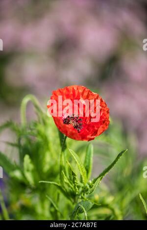 Rote Mohnblume blüht Stockfoto