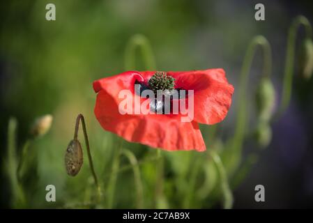 Rote Mohnblume blüht Stockfoto