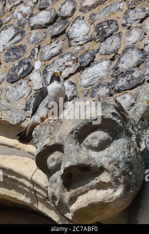 Erwachsene männliche Peregrine auf Cromer Kirche Stockfoto