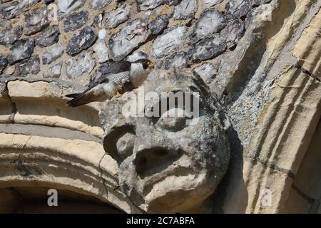 Erwachsene männliche Peregrine auf Cromer Kirche Stockfoto