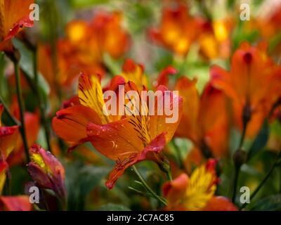 Nahaufnahme der schönen orange-gelben Blüten der peruanischen Lilie Alstroemeria Flaming Star Stockfoto