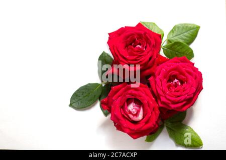 Schöne rosa Blume im Garten. Rosenblüten Hintergrund. Rosen Blume Textur. Wunderschöne Rose. Rosen Blumenstrauß. Rote Rose. Drei Rosen. Ist Stockfoto