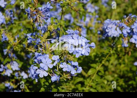 Blaue Blüten von Plumbago auriculata, auch bekannt als Kapbleikraut Stockfoto