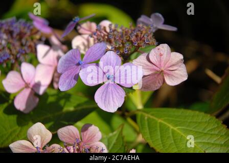 Lacecap Hydrangea Flowers, auch als Hydrangea macrophylla normalis bekannt Stockfoto