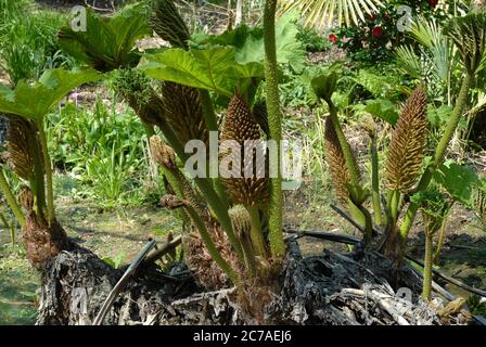 Riesenrhabarber, auch bekannt als Gunnera manicata Stockfoto