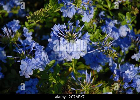 Klebrige blaue Blüten von Plumbago auriculata, auch bekannt als Kapbleikraut. Geringe Schärfentiefe, selektiver Fokus Stockfoto