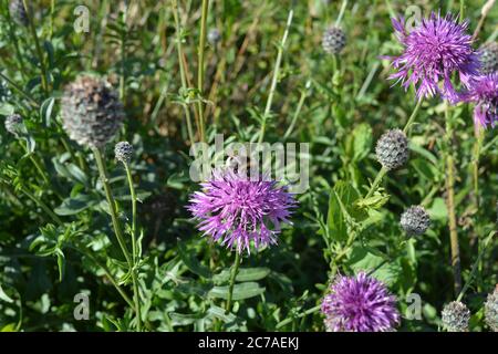 Bienen sammeln Pollen von einer größeren Blume der Schneckenblume, auch bekannt als Centaurea scabiosa Stockfoto