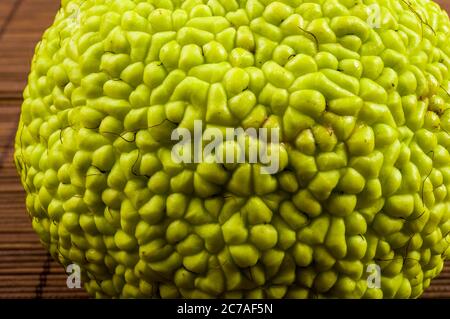 Grüne Frucht von Maclura pomifera, osage Orange, Pferd Apfel, adam Apfel wachsen auf Bambusmatte Stockfoto