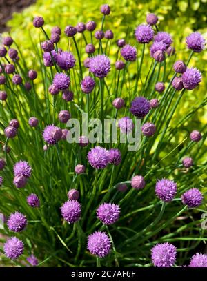 Schnittlauch auf der Zuteilung Stockfoto