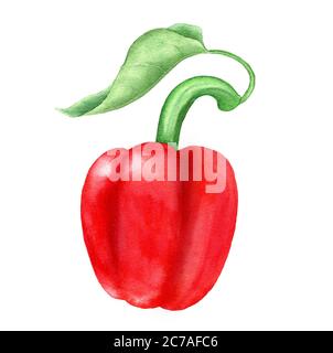 Rote Paprika vintage Aquarell botanische Illustration Stockfoto