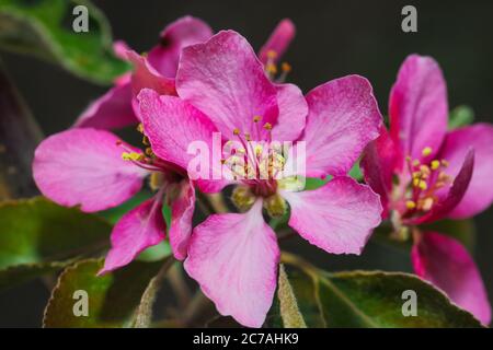 Frühling blühende wilde Äpfel im Garten. Die Bestäubung der Blüten von Äpfeln. In der Nähe von Veilchen Crabapple Blüten Stockfoto