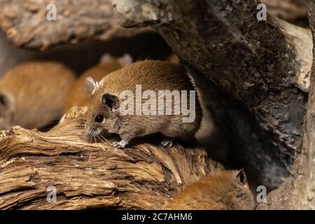 Goldene Stachelmaus (Acomys russatus) Stockfoto