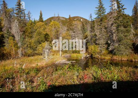 Malerische Aussicht auf Alaskas Wildnis mit sanften Berghängen, borealen Wäldern und herbstlichen Tundra-Farben unter einem klaren blauen Himmel. Stockfoto