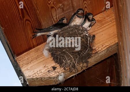 Rauchschwalbe (Hirundo Rustica) Fütterung junge im Nest, Europa Stockfoto