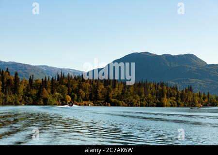 Lake Iliamna, Alaska, unter einem klaren blauen Himmel, mit ruhigem Wasser, das die unberührte Wildnis reflektiert, und bewaldeten Küsten in der Ferne. Stockfoto