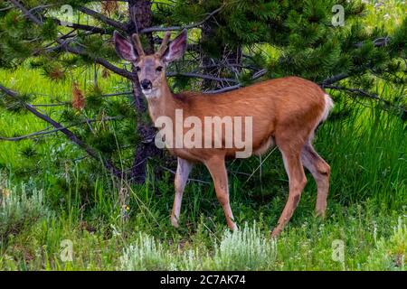 Junge männliche weiße Schwanz Hirsch in Steamboat Lake State Park Stockfoto