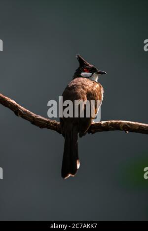 Rotflüsterer oder ausgeruhter Bulbul (Pycnonotus jocosus) Stockfoto