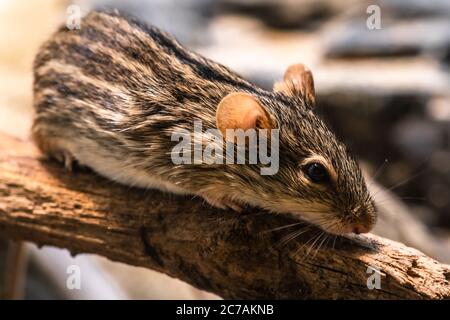 Gestreifte Grasmaus (Lemniscomys barbarus) Stockfoto