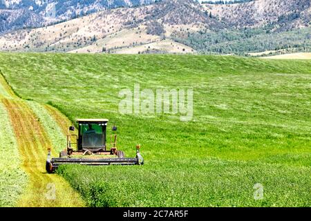 1. Juli 2013 Swan Valley, Idaho, USA EIN Landwirt schneidet mit einem Heumäher Luzerne-Heu auf den fruchtbaren Feldern von Idaho. Stockfoto