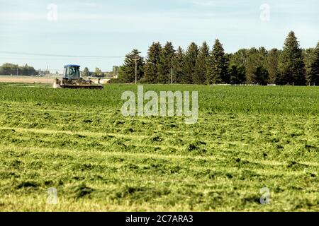 Luzerne Heu, geschnitten und windrowed für die Trocknung in den fruchtbaren Feldern der Farm Idaho. Stockfoto