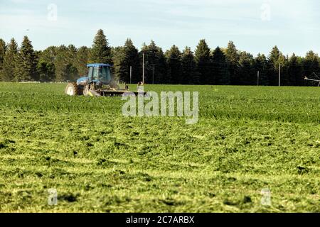 Luzerne Heu, geschnitten und windrowed für die Trocknung in den fruchtbaren Feldern von Idaho. Stockfoto