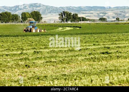 1. Juli 2013 Swan Valley, Idaho, USA EIN Landwirt, der einen Heumäher benutzt, schneidet Afalfa-Heu auf den fruchtbaren Feldern von Idaho. Stockfoto