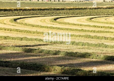 Heuwind ruht in einem frisch geschnittenen Luzerne-Feld. Stockfoto