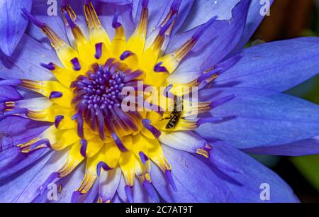 Biene auf einer Blume mit Staubgefäßen einer Seerosenpistil, Makroansicht. Bunte Lotusblume. Stockfoto