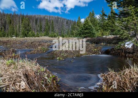 Im Frühling ist das Gras nass, hoch im Rocky Mountain National Park. Stockfoto