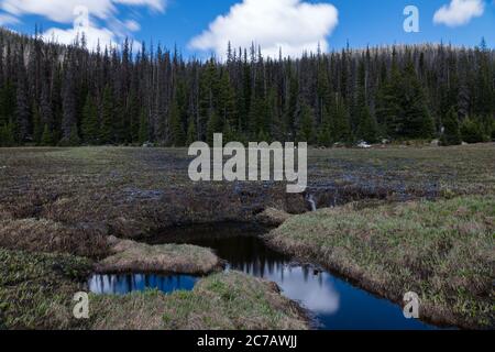 Frühling Abfluss hoch im Rocky Mountain National Park. Grand Lake, Colorado. Stockfoto