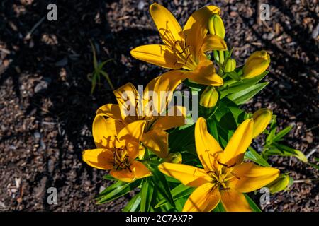 Tag Lillies im Steamboat Springs Botanical Gardens Stockfoto