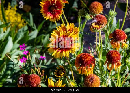 Indische Decke in Blüte in Steamboat Stockfoto