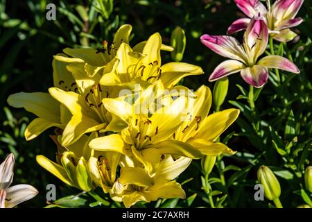 Tag Lillies im Steamboat Springs Botanical Gardens Stockfoto