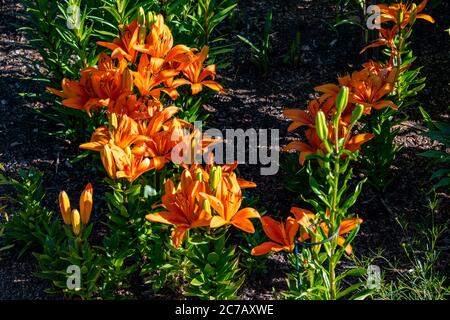 Tag Lillies im Steamboat Springs Botanical Gardens Stockfoto