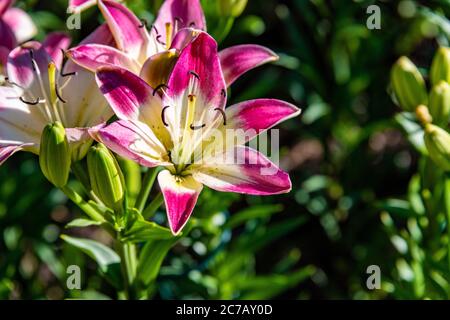 Tag Lillies im Steamboat Springs Botanical Gardens Stockfoto