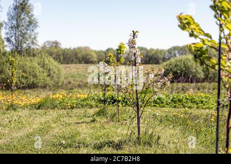 Blühende Kirschen auf dem Land. Die Natur erwacht im Frühling, gelbe Blüten, grünes Gras, blauer Himmel. Stockfoto