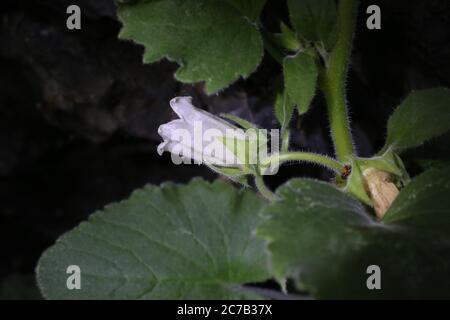 Campanula lanata, Glockenblume. Wildpflanze im Sommer erschossen. Stockfoto