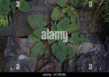 Campanula lanata, Glockenblume. Wildpflanze im Sommer erschossen. Stockfoto